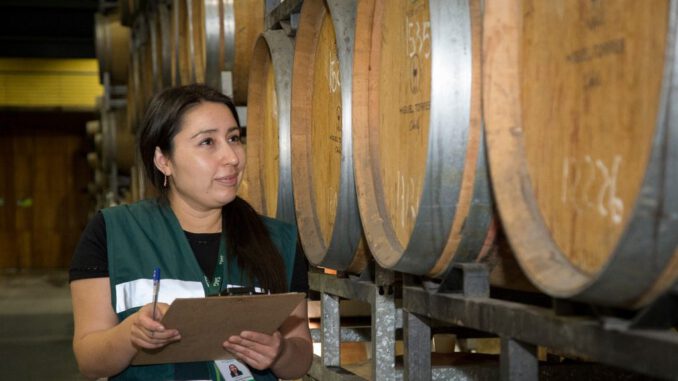 Viñedo en una zona austral de Chile durante la temporada de cosecha