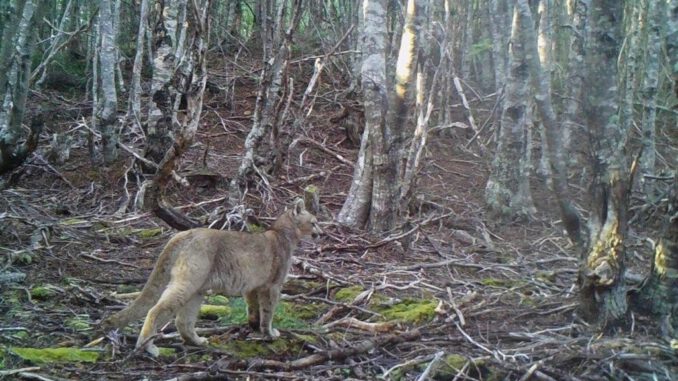 Un ejemplar de puma chileno caminando en un entorno natural montañoso
