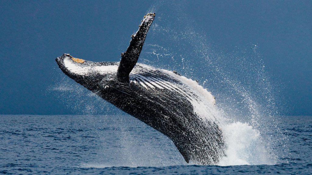 Ballena azul alimentandose en los fiordos de la Patagonia chilena
