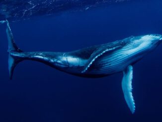 Ballena azul alimentandose en los fiordos de la Patagonia chilena